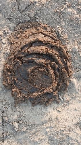 dung of animal on ground 