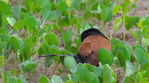 Greater coucal bird preening feathers and looking around alertly while foraging in green ground plants. Natural daylight close-up shot.