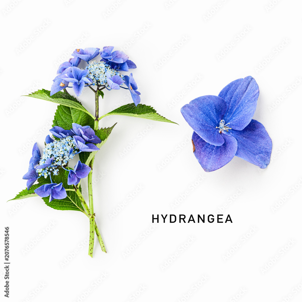 Fototapeta premium Fresh blue hydrangea flower isolated on white background. Minimalist botanical composition with flowering stem and detailed blossom closeup