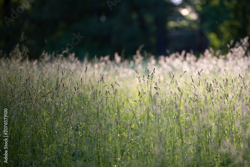 фотографія Wild Poa Annua,Timothy, Brome grass in a field at sunset, soft focus