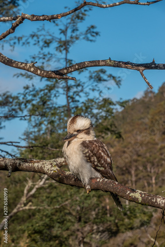 A Kookaburra Perched on a Tree Branch in bright sunlight in Tasmania, Australia