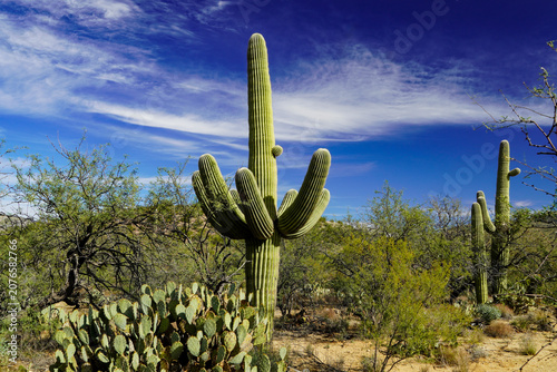Saguaro and prickly pear cactus, mesquite and palo verde trees brightly lighted under a November desert sky of cirrus clouds in the Rincon district of Saguaro National Park, Arizona, USA near Tucson.