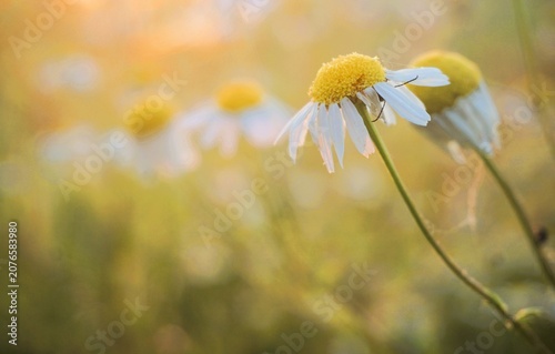 Wilde Blumenwiese in der Natur mit gelb-weißen Sonnenhut-Blumen bei Sonne am Abend im Sommer