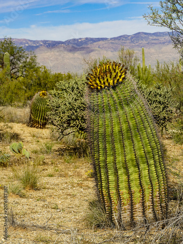 Two fishhook barrel cactus in Saguaro National Park near Tucson, Arizona, under a blue desert sky, Santa Catalina Mountains in the distance. They have curved spines like fishhooks.