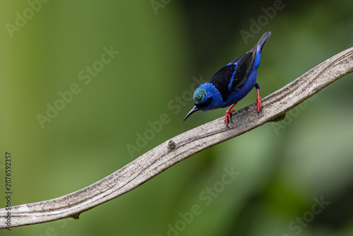 Photography Curious red-legged honeycreeper on monkey ladder vine