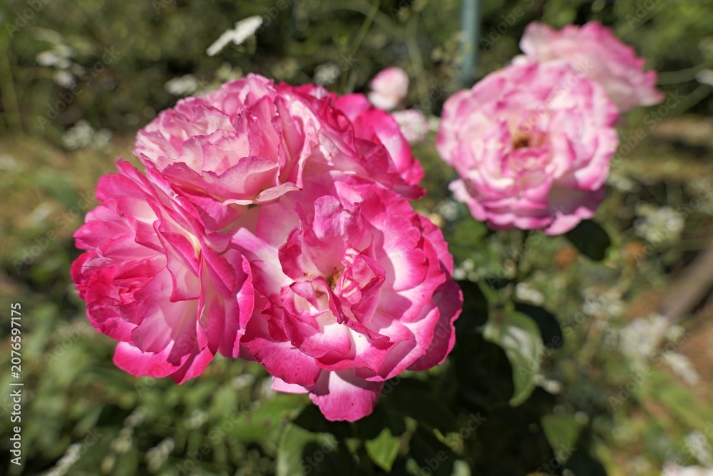 Obraz premium Pink and white bicolored roses blooming in garden
