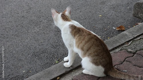 White and Brown Tabby Cat Sitting on a Curb and Looking Around