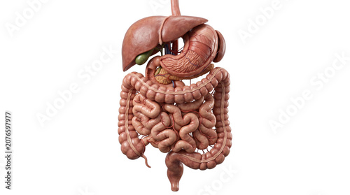 Human digestive system isolated on transparent background anatomical model of internal organs including liver stomach and intestines medical education cutout.