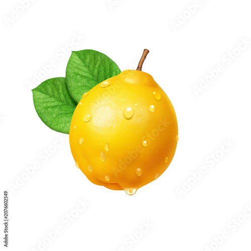 カリン イラスト リアル 花梨