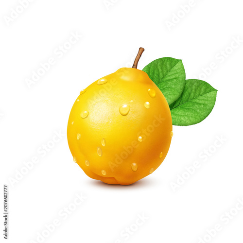 カリンのイラスト リアル 花梨