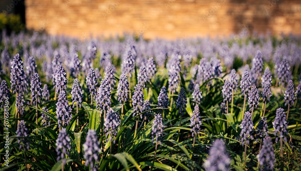 Obraz premium Vibrant Field of Lavender Grape Hyacinth Flowers (Muscari botryoides) in Lush Green Foliage on a Sunny Day, Evoking Serenity, Growth, and Natural Beauty, Perfect for Spring Themes