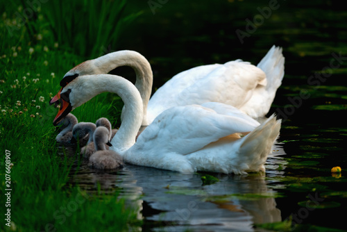 Valokuva Adult swans nurturing their offspring on a tranquil pond surrounded by lush greenery
