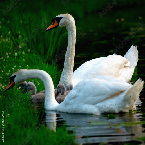 Canvas-taulu Graceful mute swans caring for their offspring in a serene waterside environment