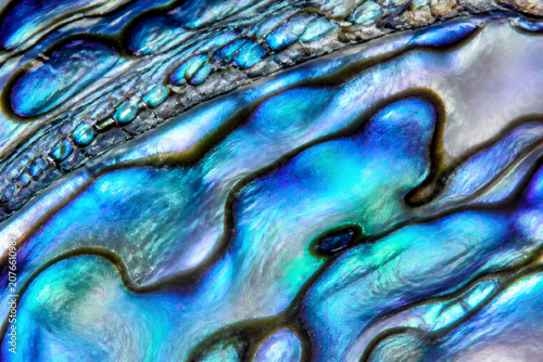 Abalone shell showing iridescent nacre pattern in closeup