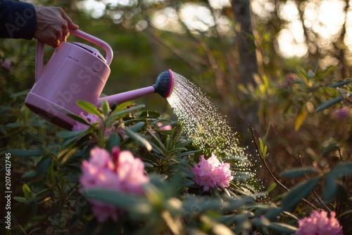 Person using a watering can with fine rose to shower a plants during a dry spell