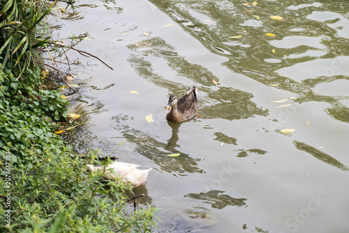 A wild duck swimming on the lake.