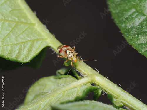 Fotografie Una chinche de la familia Miridae (Lygus) recorre el tallo velloso de una planta; destaca el característico triángulo claro de su escutelo y sus tonos dorados, pardos y rojizos