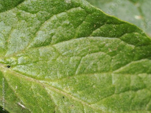 Plano de detalle macro centrado en la textura de una hoja verde rugosa; se aprecian con nitidez sus nervaduras ramificadas, el relieve de su superficie y una ligera vellosidad.