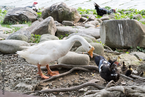 A white goose and Muscovy ducks.