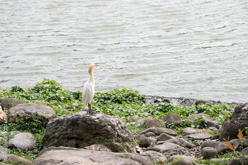 A Cattle Egret stand on the rock behind the lake.