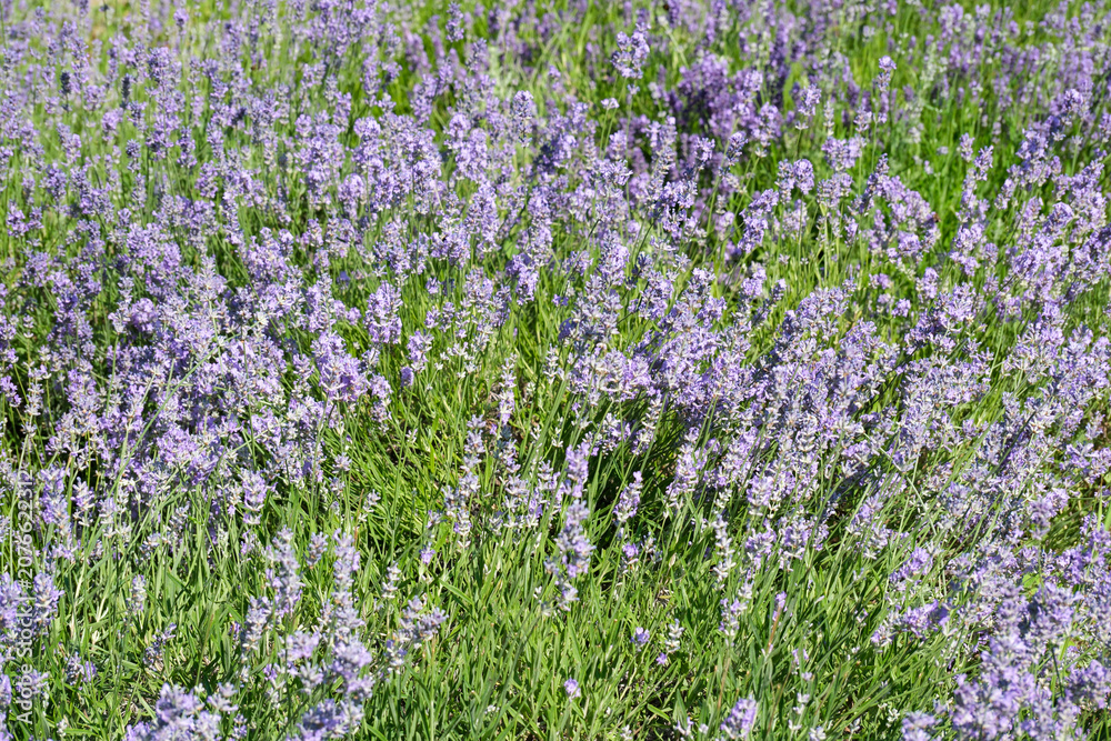 Obraz premium Lavender fields sway gently under the warm summer sun