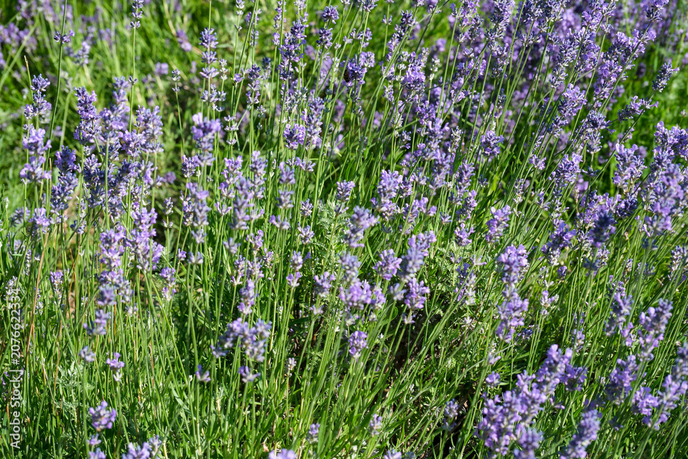 Obraz premium Lavender blooms brighten the sunny field with soft purple hues