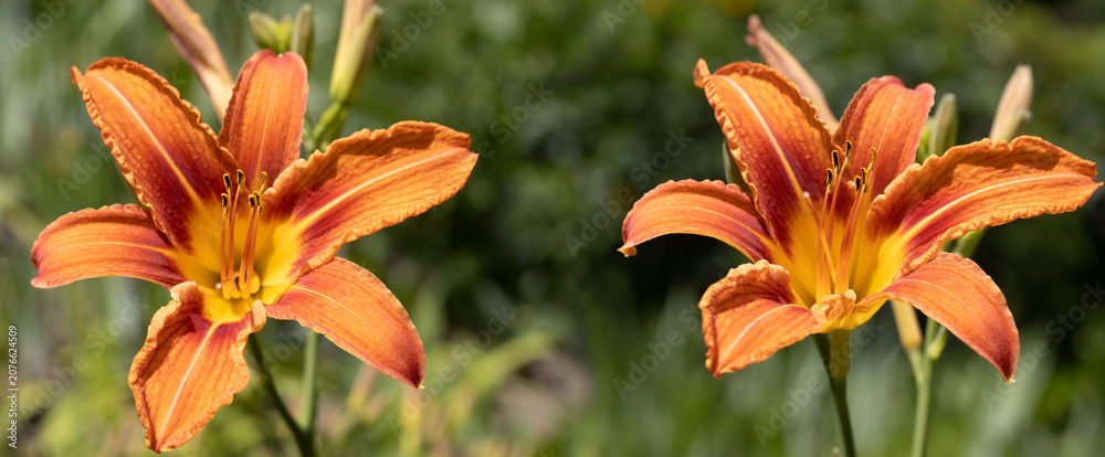 Fototapeta premium Two orange flowers with yellow highlights stand out in a garden. The flowers are open under the sunlight. Green plants surround them.