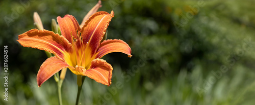 A single orange flower opens in a garden. Green plants surround it under a clear sky. The sunlight highlights the colors of the petals. Bees can be seen flying nearby.