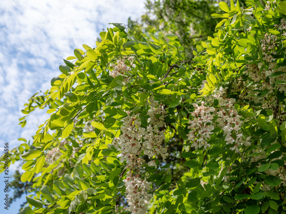 Fototapeta premium Blooming black locust tree (Robinia pseudoacacia) with white flower clusters and fresh green leaves against a blue sky. Spring blossoms in natural sunlight.