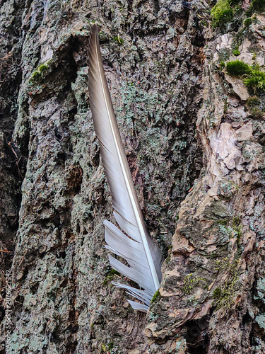 A single bird feather rests in the textured bark of a moss-covered tree, background, texture