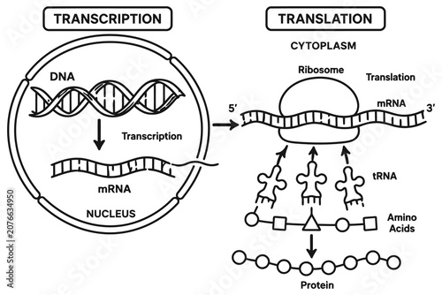 Konstfotografi Dna transcription and protein translation biological process Vector