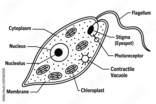 Photos Diagram of euglena cell structure with labeled parts Vector