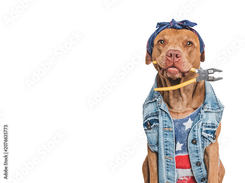 Obraz na plátne Brown dog in a denim vest and bandana, holding a pliers in mouth