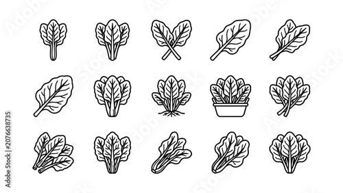 Spinach Icon Set Healthy Food Vector Graphics Fresh Greens Collection