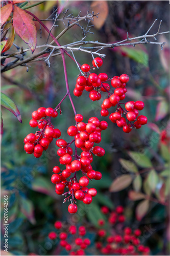 Bright Red Winter Foliage of the Chinese Sacred or Heavenly Bamboo (Nandina domestica Obsessed 'Seika') Growing in a Country Cottage Garden in Rural Devon, England, UK Stock Photo
