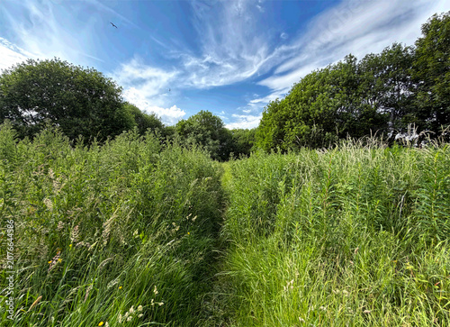 A narrow path slips through dense summer grass and tangled foliage, all glowing under a clear blue sky. Tall trees rise along the edges, creating a quiet, secluded feel on Scaley Hills, Wibsey, UK
