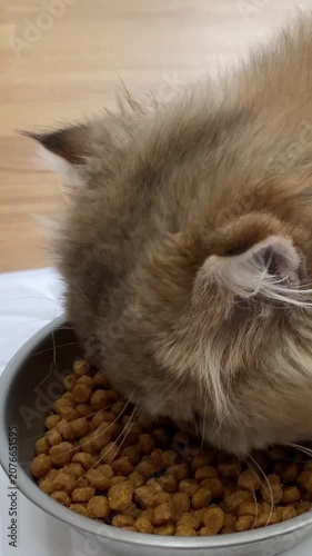 Close-up fluffy ginger cat eating dry brown kibble from silver metal bowl resting on white mat and wooden floor, cozy indoor domestic pet feeding routine with soft natural light.