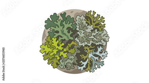 Lichen Colony on Rock - Close-up View of Diverse Fungal Growth