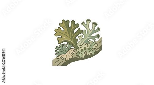 Nature's Art: Diverse Lichens Growing on Tree Branch, Botanical Illustration