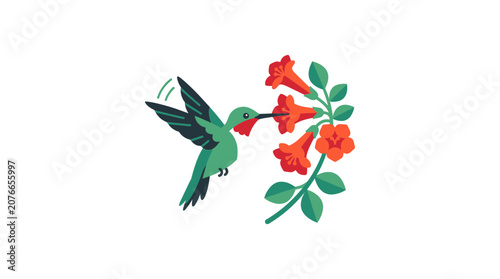 Hummingbird feeding on orange trumpet flowers, isolated on white background