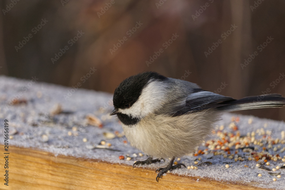 Fototapeta premium A Black-capped Chickadee at a Park