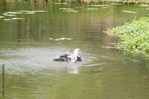 A Muscovy duck (Cairina moschata) swimming on the lake.