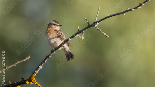 Quadro su tela Male whinchat perched on a branch at sunrise