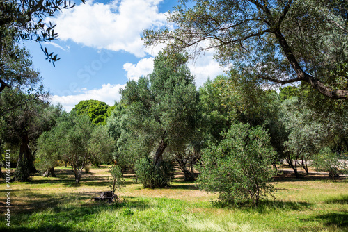 Obraz na plátne Olive grove, Lokrum, an uninhabited nature reserve located off the coast of Dubr