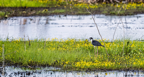 Close up of a Black necked Stilt at Lake Apopka, Florida, USA