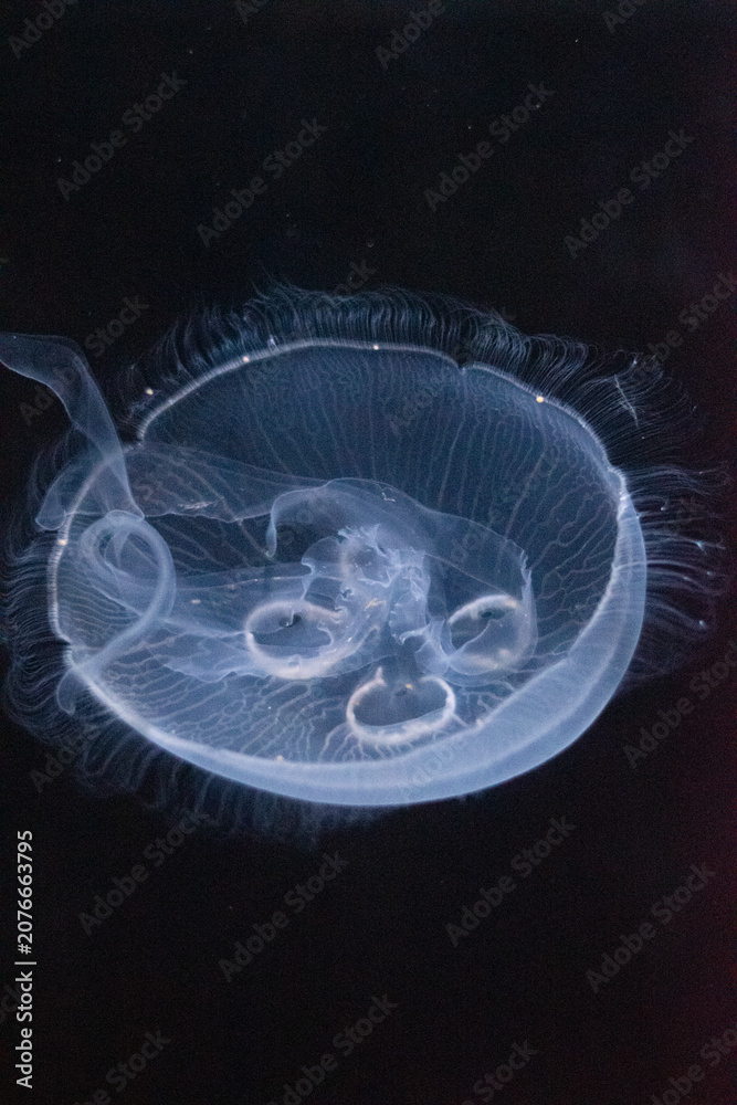 Fototapeta premium jellyfish in LA aquarium
