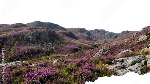 A picturesque landscape of rolling hills covered in vibrant purple heather and dotted with rocks under a clear sky
