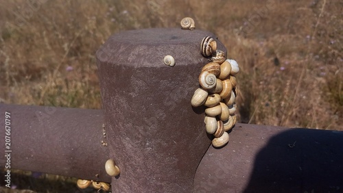 Detalhe de vários caracóis marítimos  de tamanho médio são utilizados para á gastronomia portuguesa para petiscos junto á costa marítima. 
