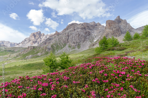 Flowering wild Rhododendrons in Ubaye valley, France