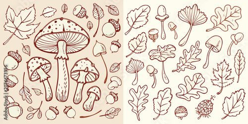 Mushroom And Leaf Vector Illustration With Botanical Details